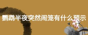 鸚鵡半夜突然鬧籠有什么預(yù)示